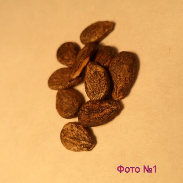 Семена арбуза, обработанные с торца наждачкой.Для быстрого проклёвывания семян.