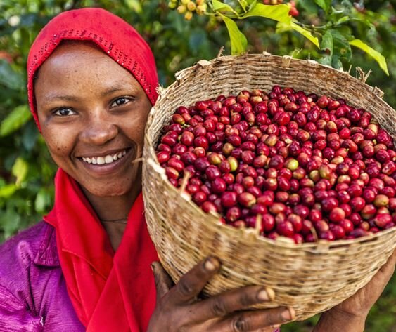 Эфиопия часто считается родиной кофе, хотя, скорее всего, этот напиток на самом деле пришел к нам из Южного Судана. Тем не менее, именно в древнем эфиопском городе-крепости Харэр впервые собрали урожай с окультуренных кофейных деревьев. По сей день здесь выращивают сорта с удивительным разнообразием вкусовых и ароматических свойств.