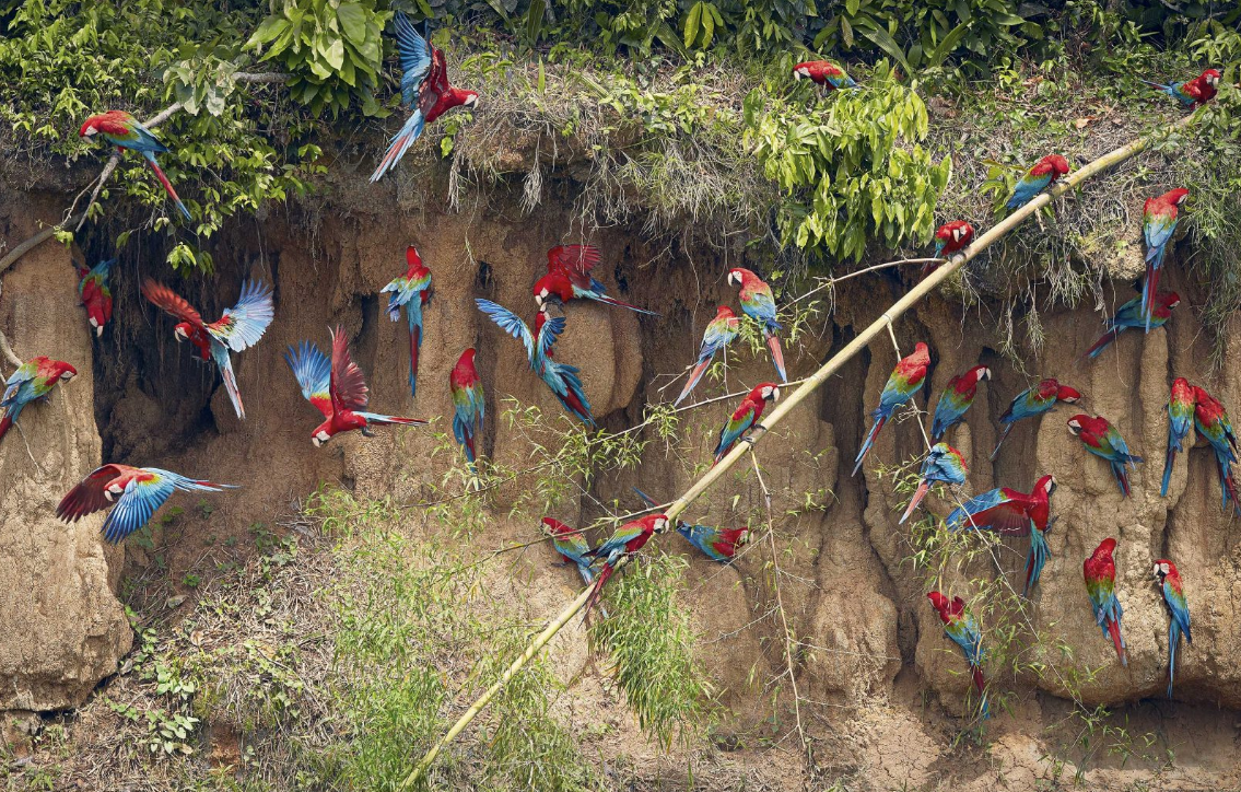 Зеленокрылые ара (Green Winged Macaws on Claylick)
