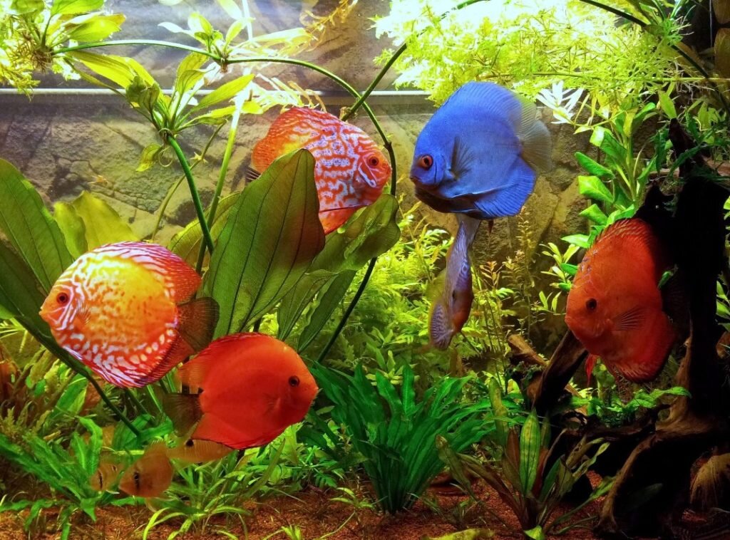 Фото из Яндекс Картинки