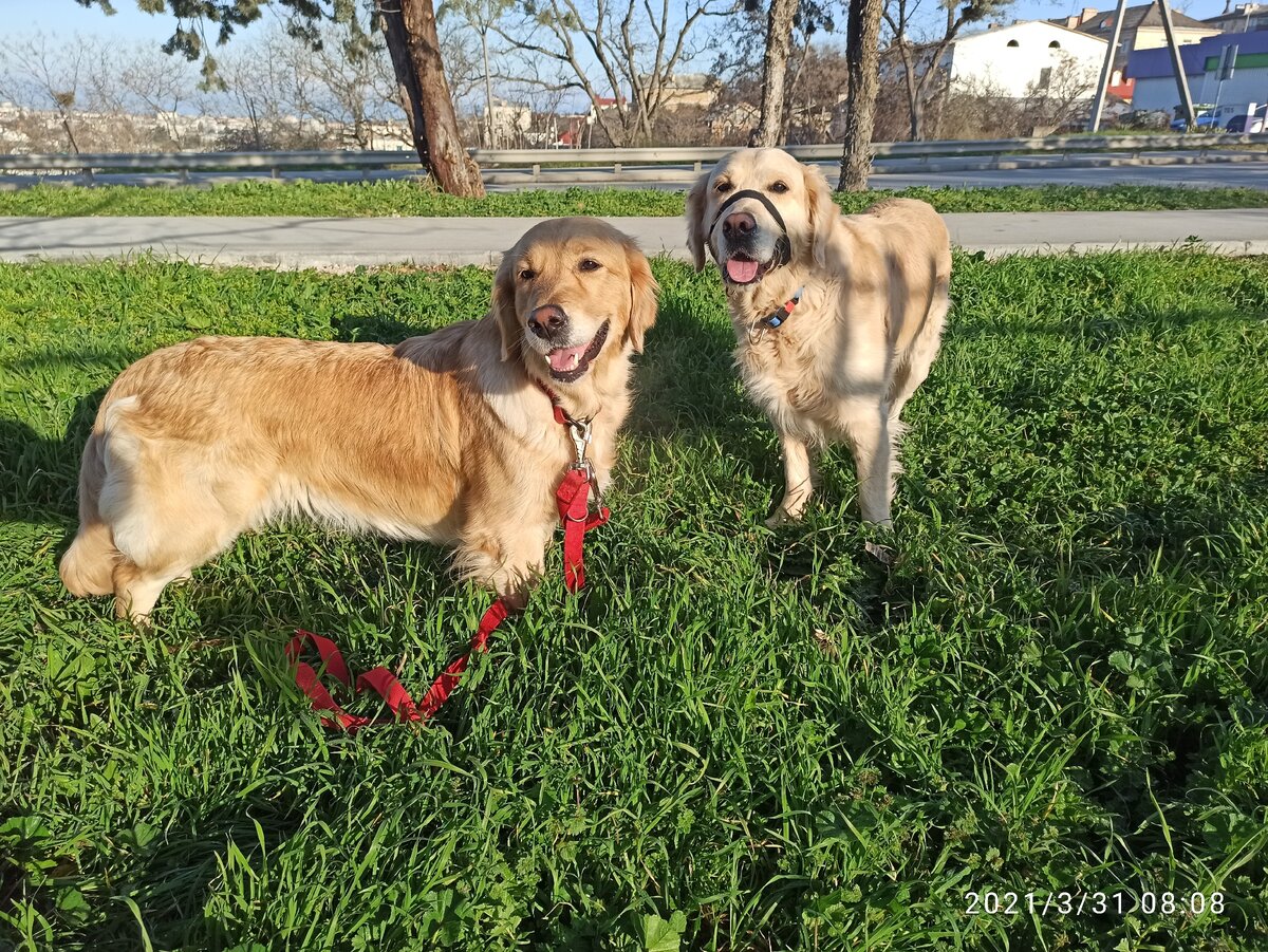 Куба и Ляля присоединяются к вопросу - разнообрадить нашей кошке корм, или оставить один вид корма?