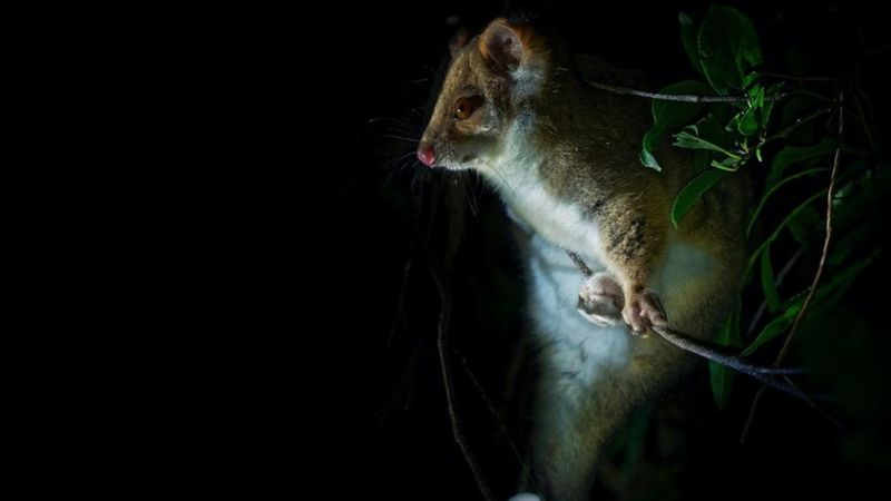 Ученые считают, что эти пушистые ночные существа могут играть ключевую роль в передаче язвы Буруле