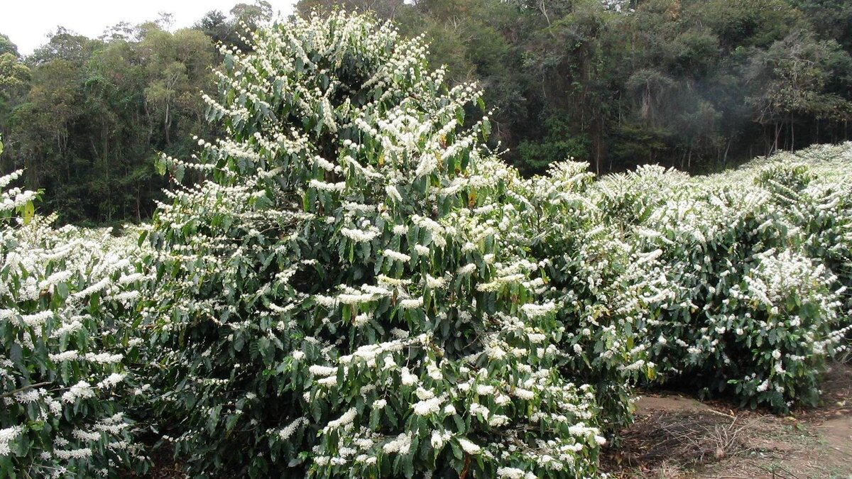 Цветущие кофейные деревья.