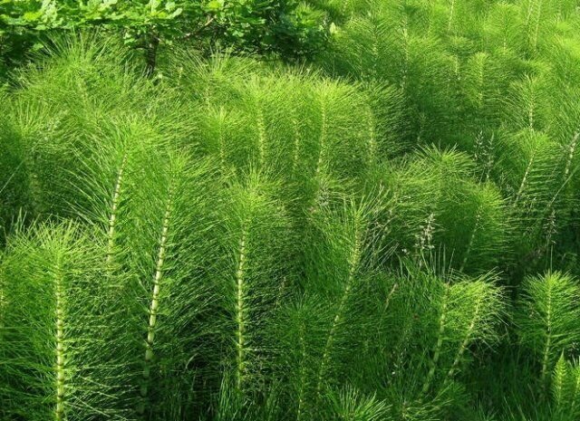 Хвощ полевой.