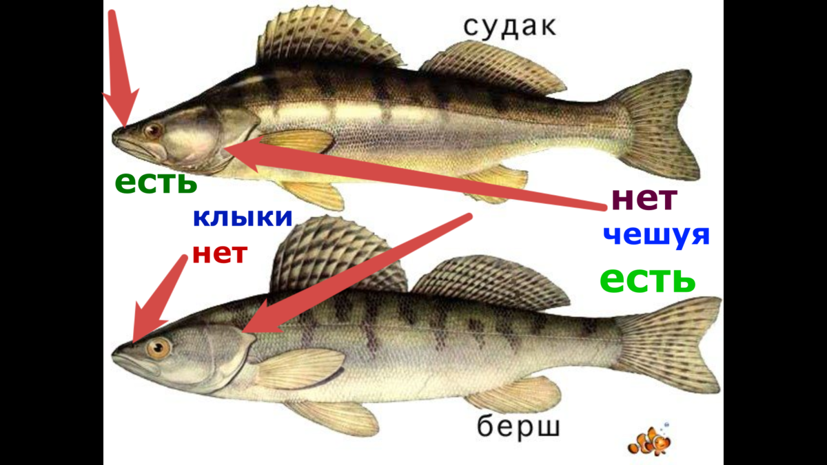 Чем отличается берш от судака картинки