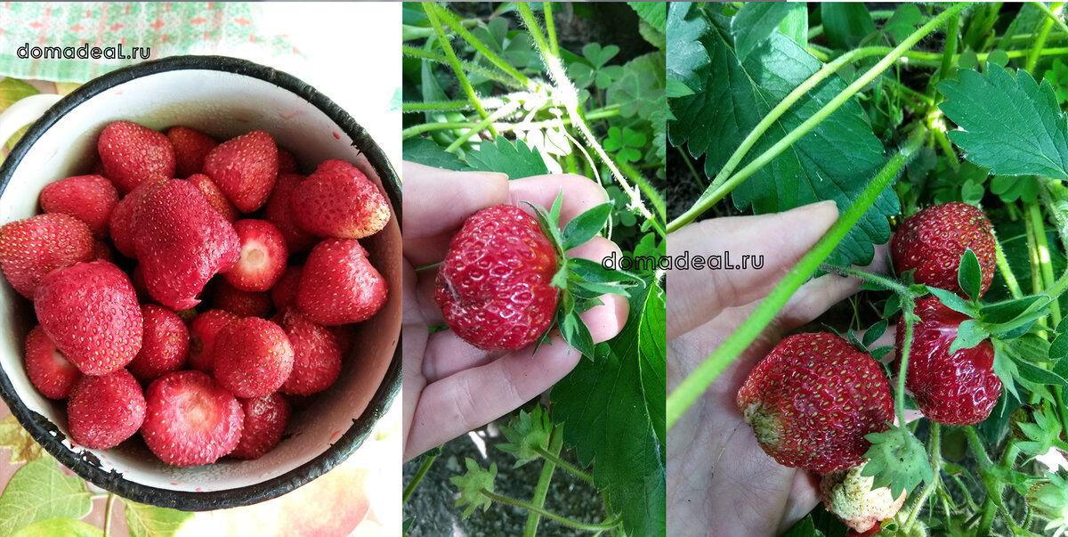 со своего огорода всегда вкуснее!