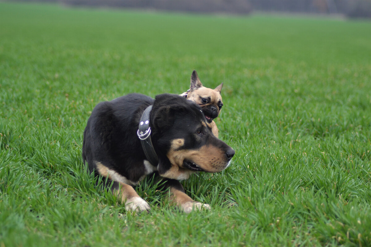 Жужа и Харон (фото из личного архива)