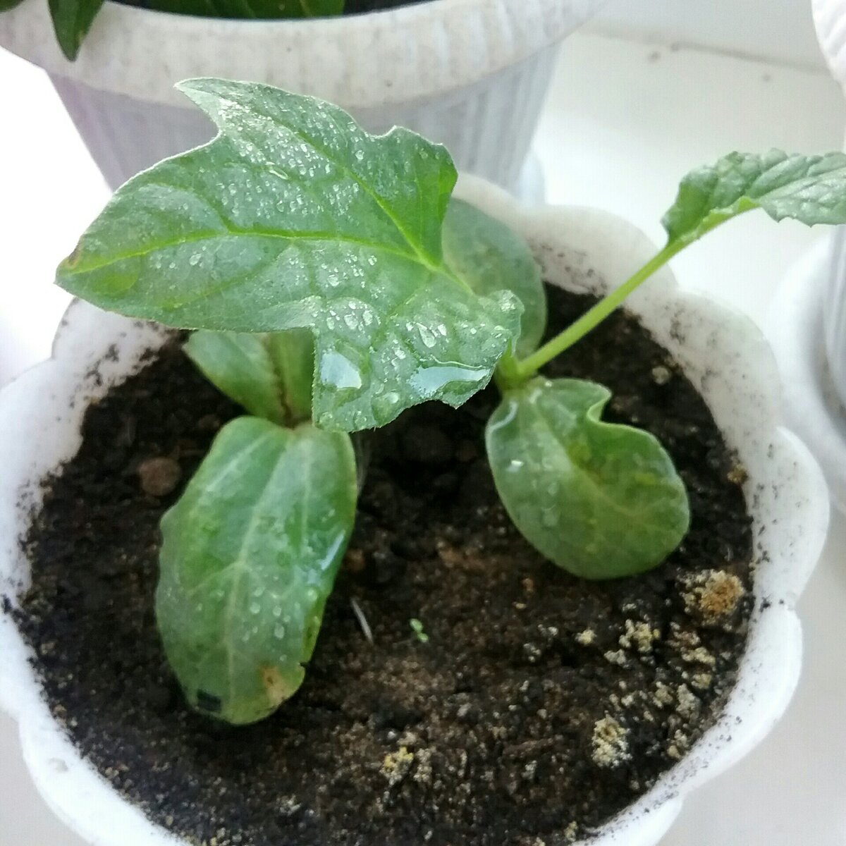 Растет быстро