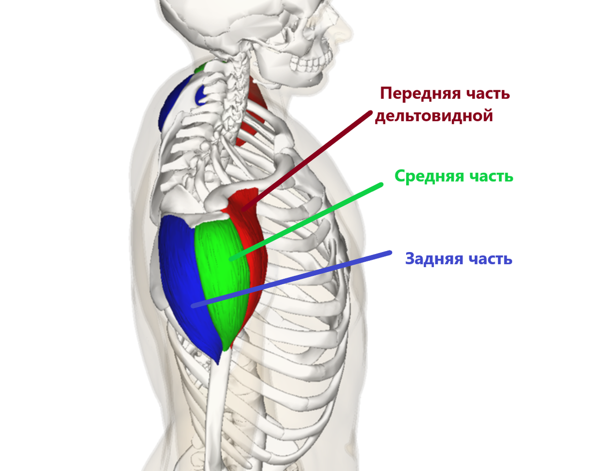 Дельтовидная мышца спины