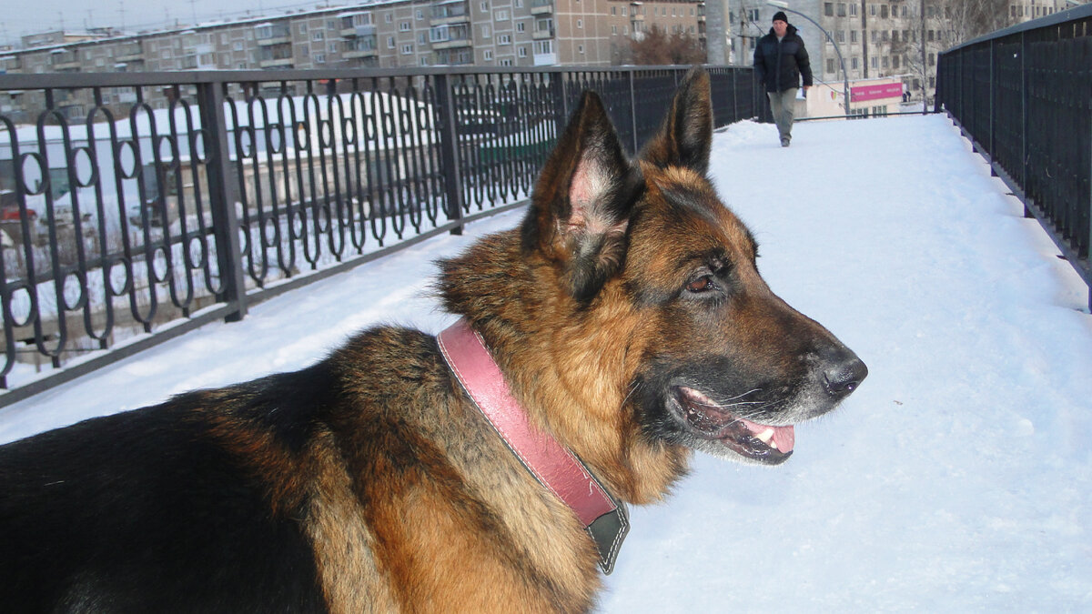 Гуляем с Эрихом (бывший Дик), зима 2018-2019. Фото автора. 