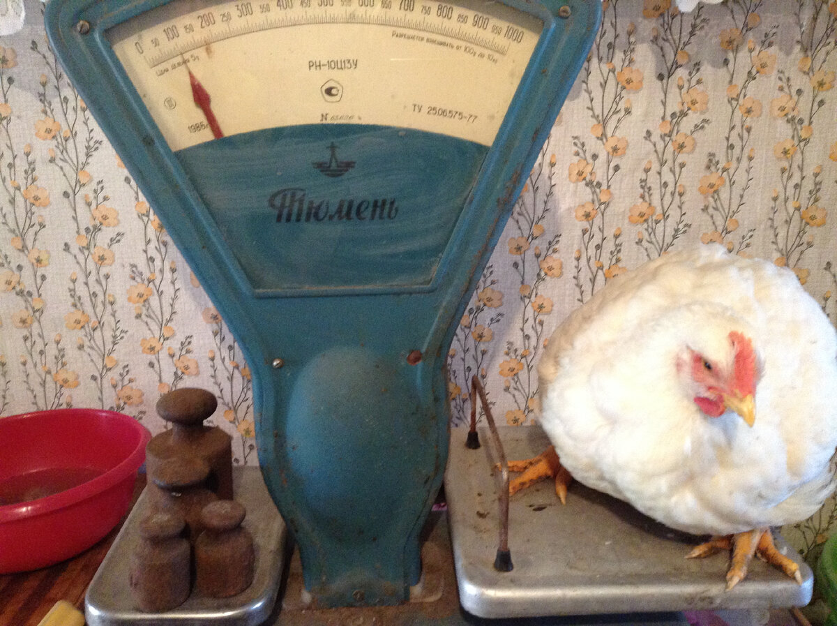 взвешивание бройлера