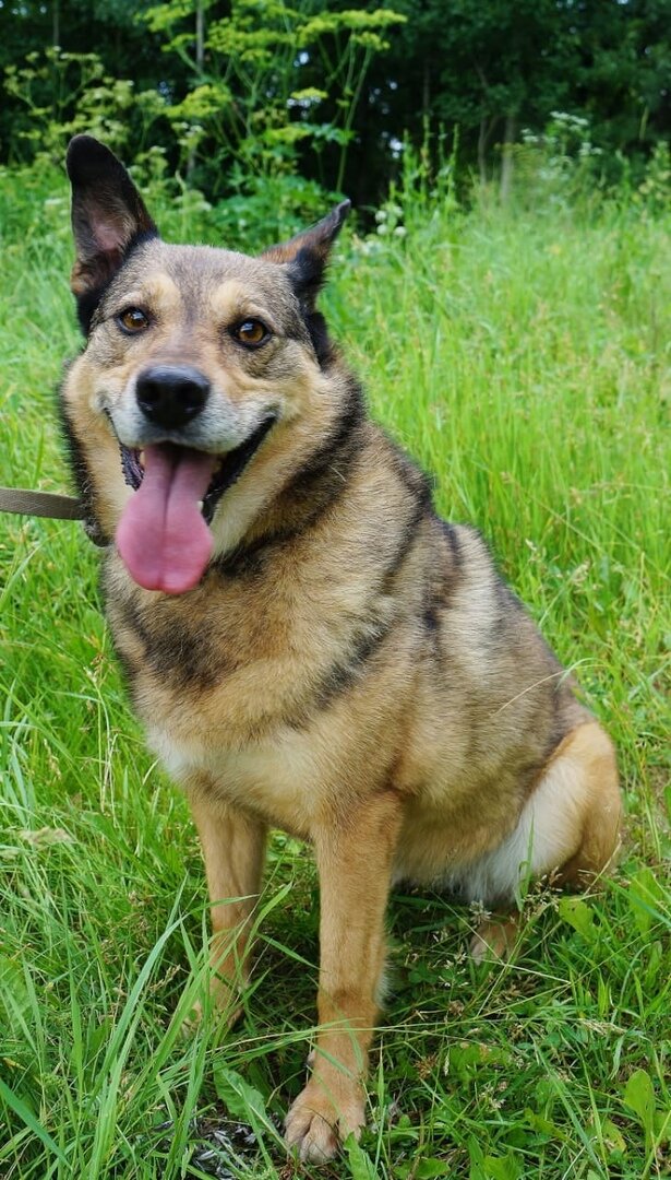 Дана - добрейшей души собака,  ласковая и неконфликтная. Она среднего размера, вполне может жить в квартире.