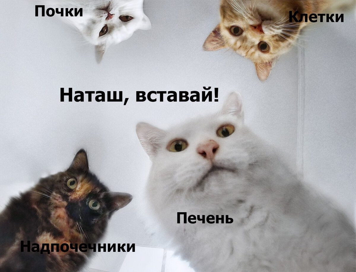 Автор только надписи приклеил к мемной картинке