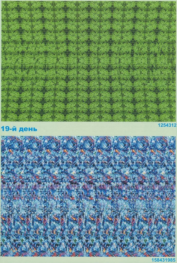 СТЕРЕОИЗОБРАЖЕНИЯ. День девятнадцатый, упражнение второе. Концентрация на последовательности чисел из семи и девяти цифр