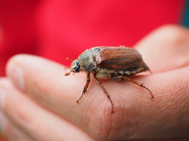 Майский жук (лат. Melolontha), фотографии майских жуков | Macro photos, Bugs, Macro photography