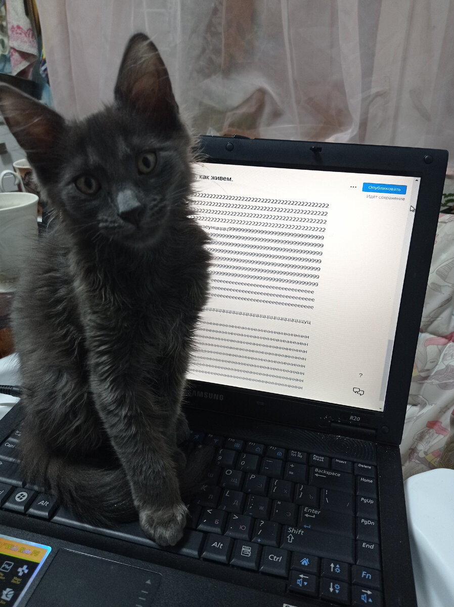 Коржик, всего одно фото у меня. 