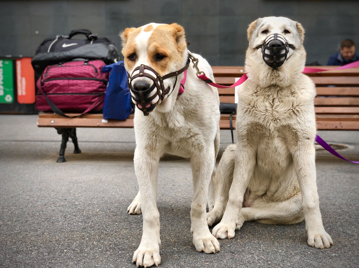 Намордники/ошейник/поводок - обязательный атрибут для собак на вокзале
