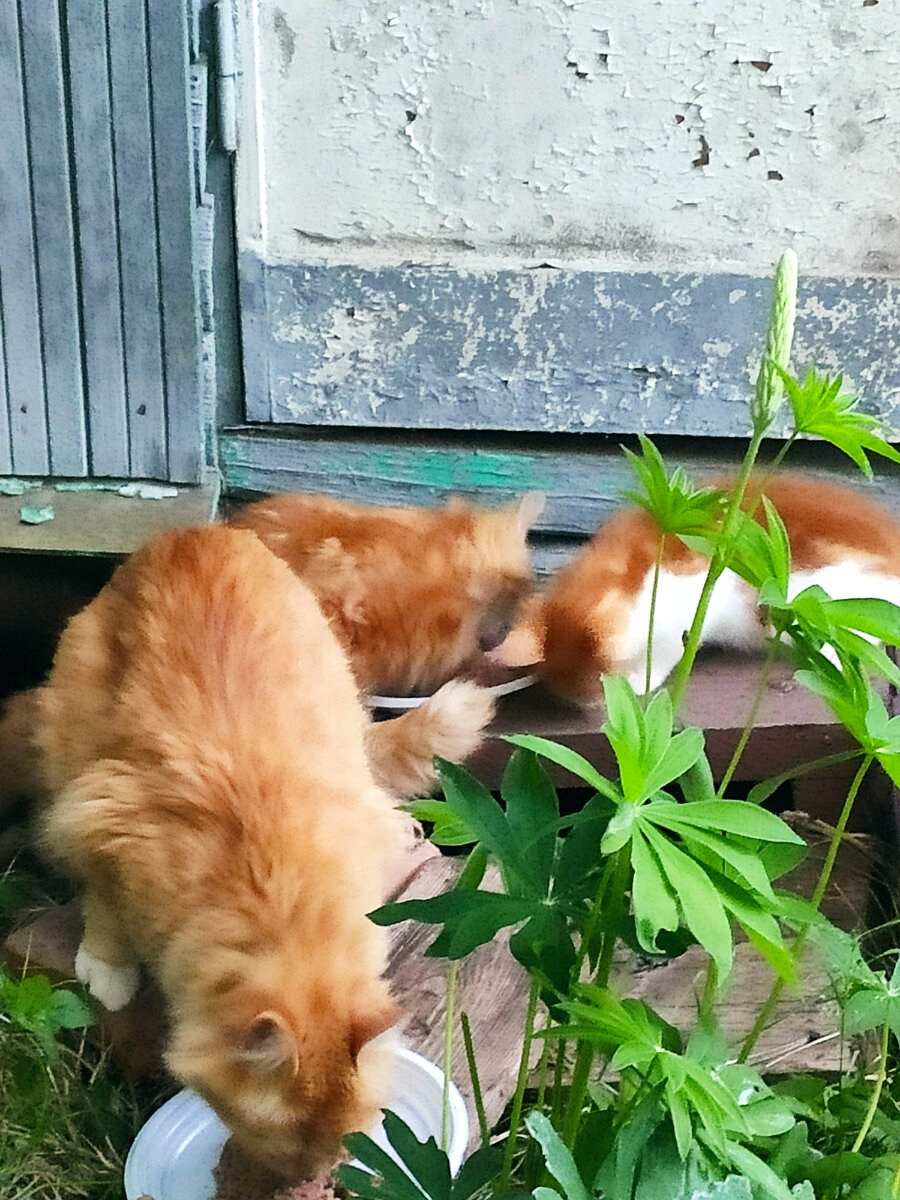 Фото плохого качества, первый вечер. Очень голодное рыжее семейство