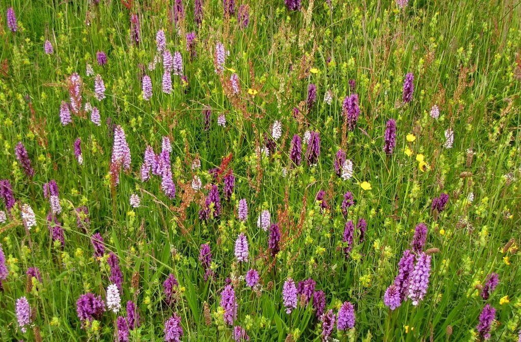 Орхидеи пальчатокоренника пятнистого