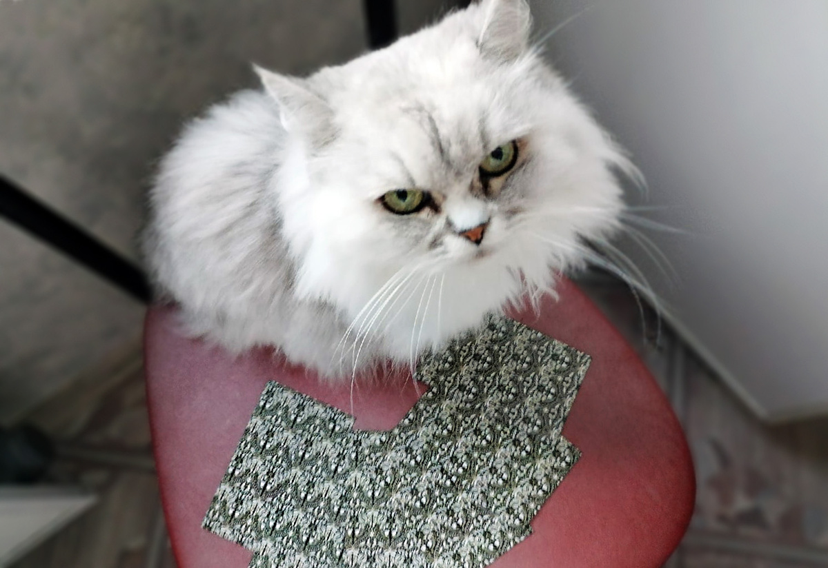 Серая кошка. Фото автора