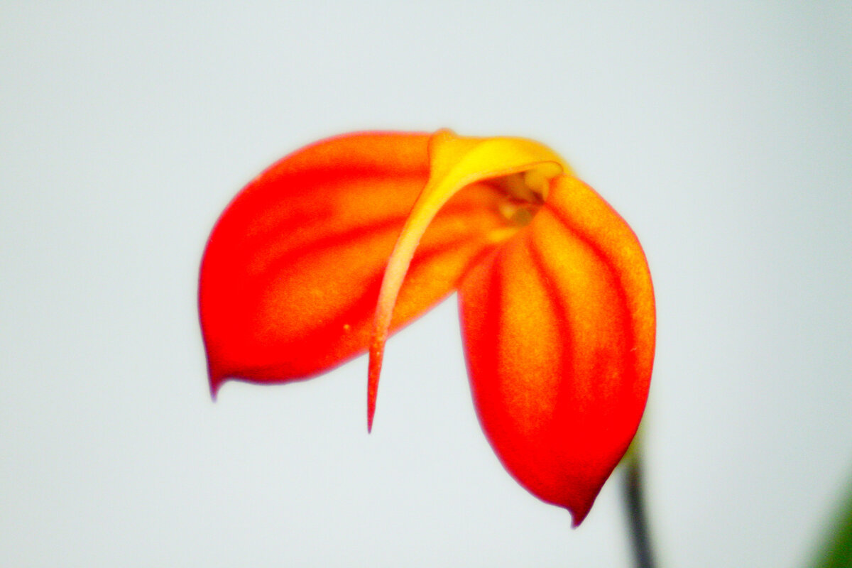 Masdevallia ignea. Фото автора