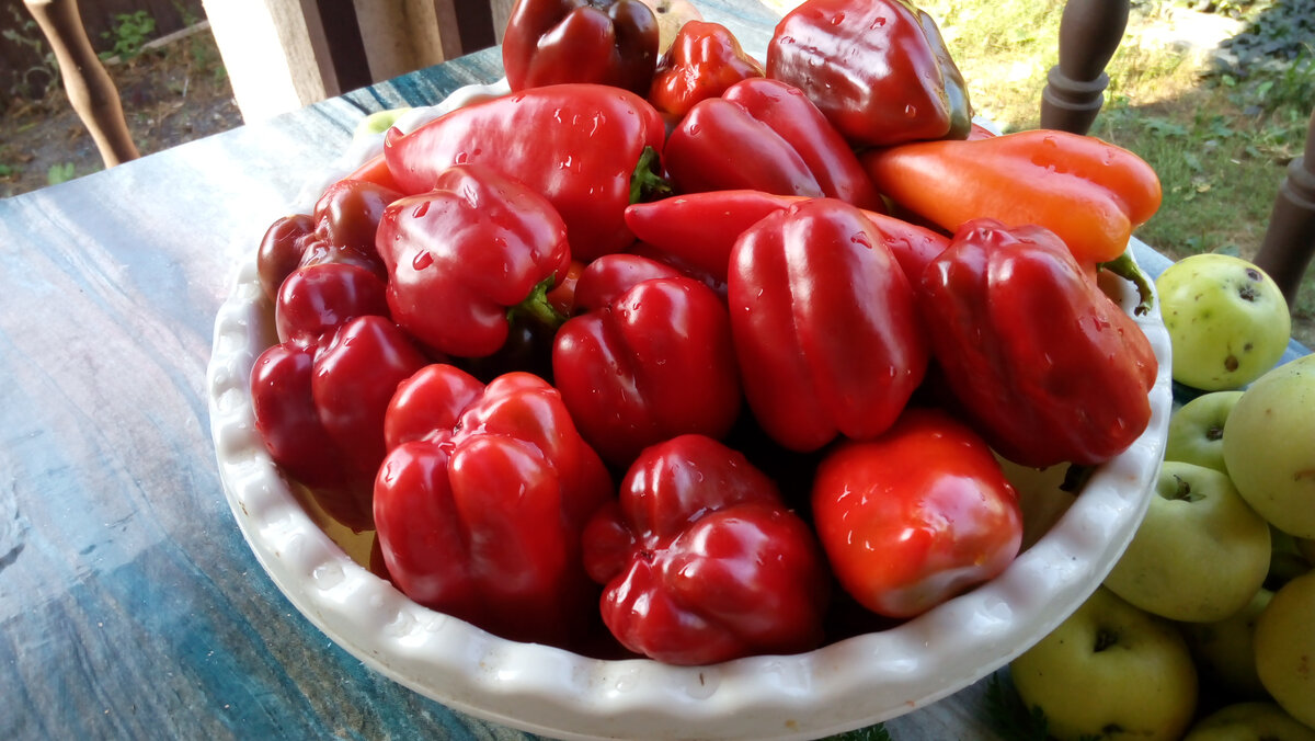 Необычайно жаркое лето, регулярный полив, рыхление сделали свое дело перцы выросли на загляденье. Фото автора.