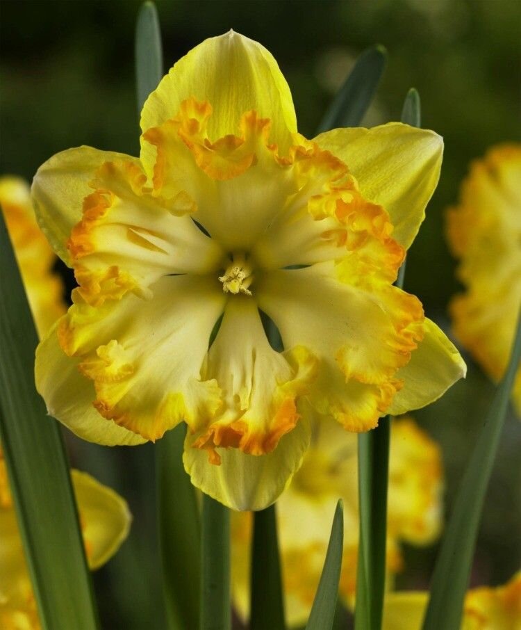 Blazing Starlet. Надеюсь, весной увижу их цветение.