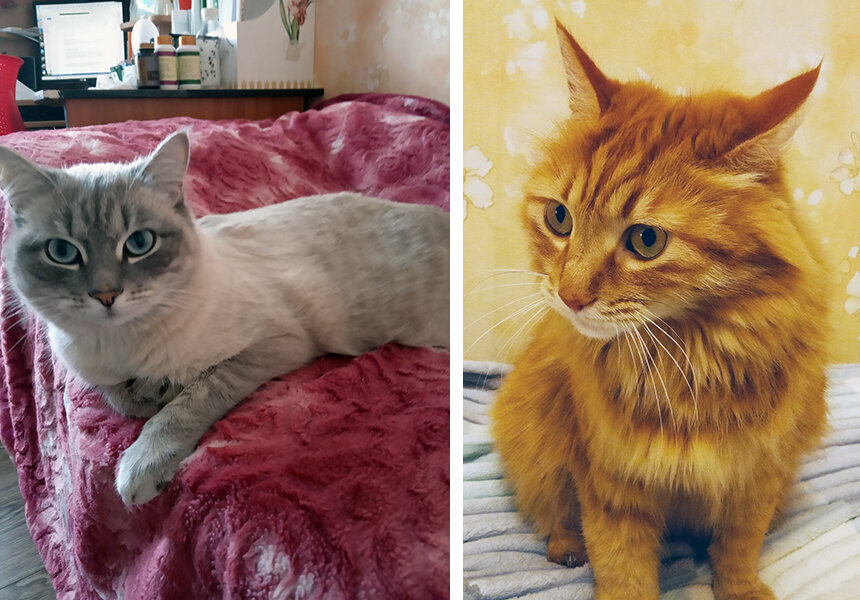 Мои любимки
