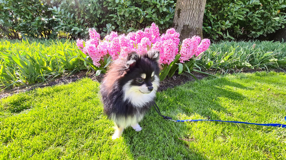 Фото автора. Наш мальчик Зорро