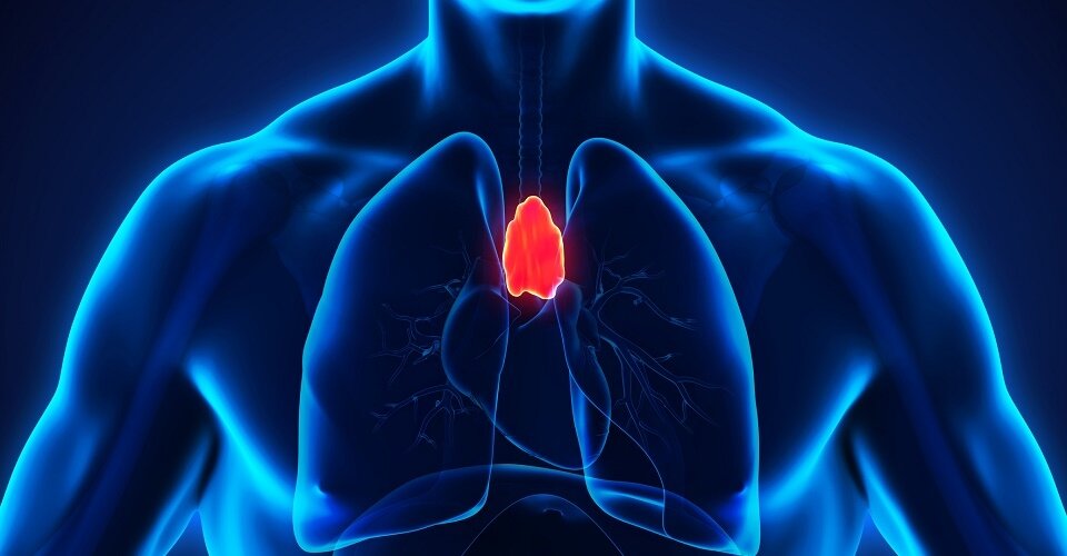 Положение тимуса