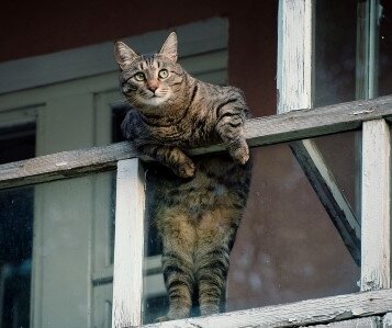 Фото из Интернета