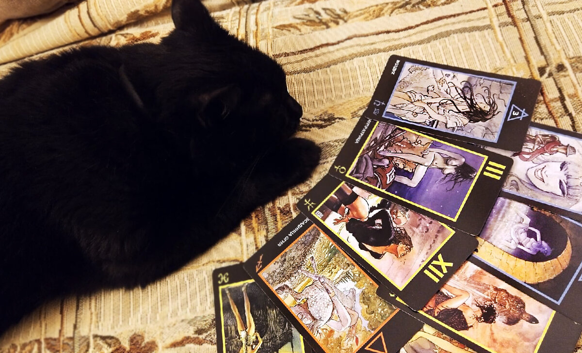 Чёрная кошка и Таро Манара. Фото автора