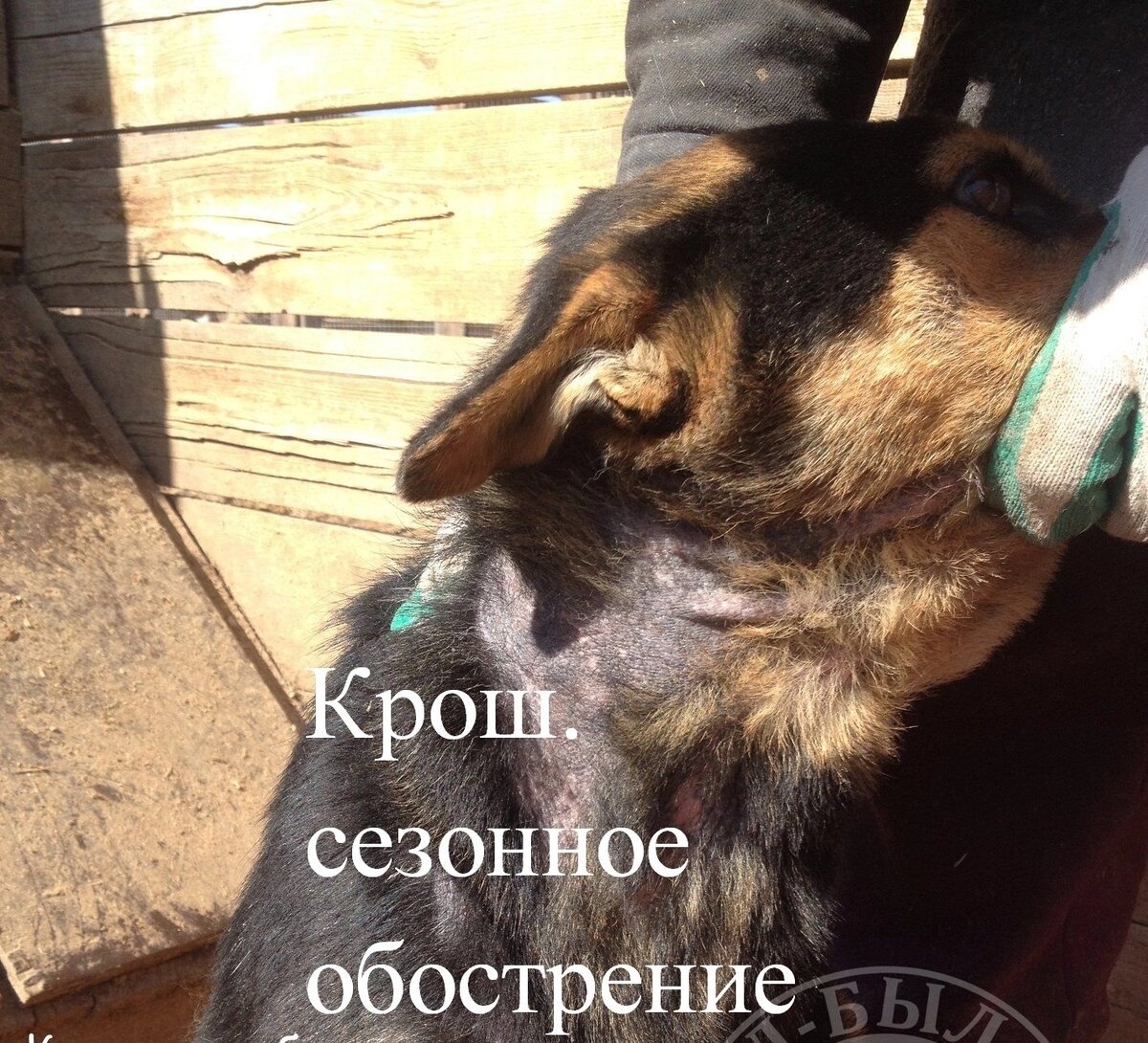 Крош. Сочетанное поражение: демодекс+грибок+бактериальная инфекция