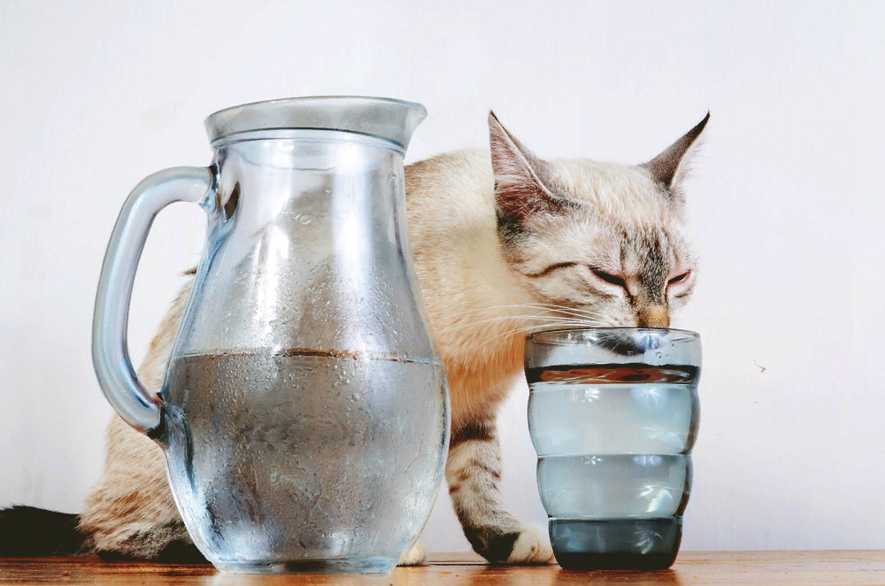 Кошка плохо пьет воду. Кот пьет. Кот пьет воду. Котик пьет из стакана. Пьющие воду котики