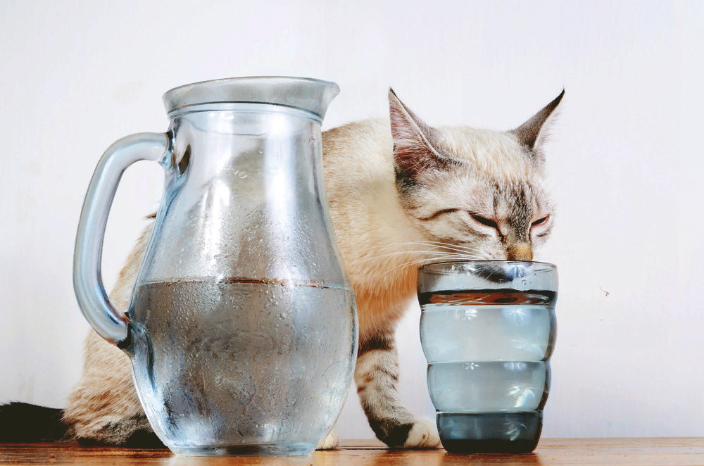 Воду не пью пью молоко. Кот пьет. Кот пьет воду. Котик пьет из стакана. Пьющие воду котики.