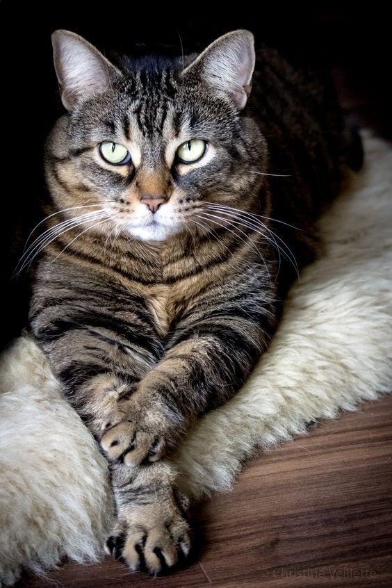 иллюстрация из яндекс картинки.