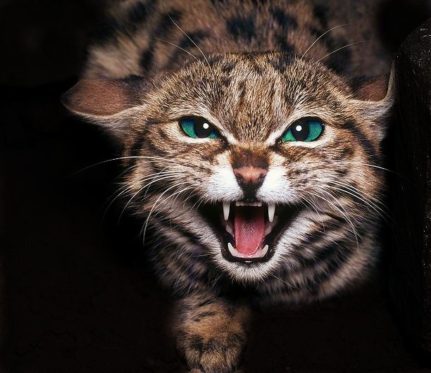 Картинка из Яндекса