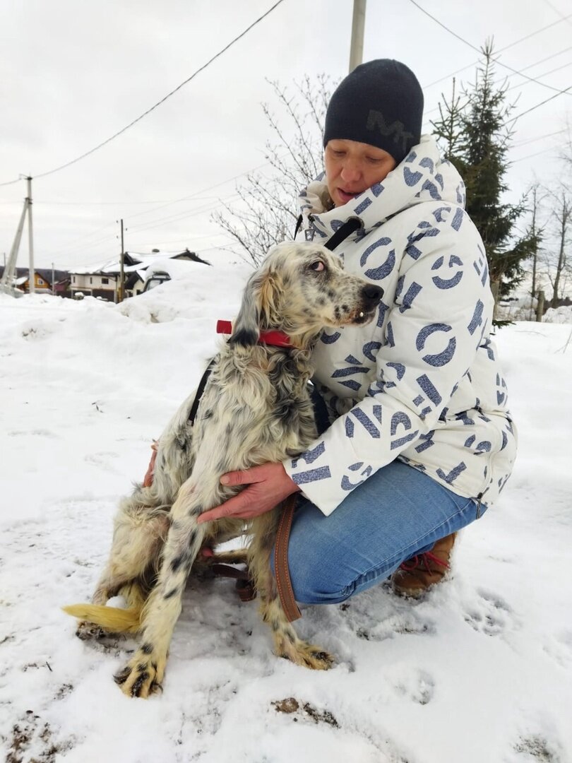 Породистые собаки в дар. Часть 35 | Ирина Дорн 🐶🐱 | Дзен