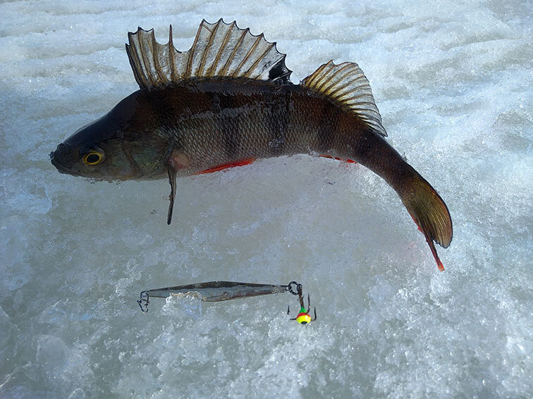 Какая рыба обитает в Ладожском озере - полная информация