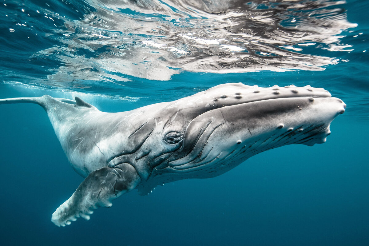Есть люди-киты, им для того, чтобы дышать нужна глубина. Очень большая глубина. Они тоскуют по ней, скучают, задыхаются на мелководье.