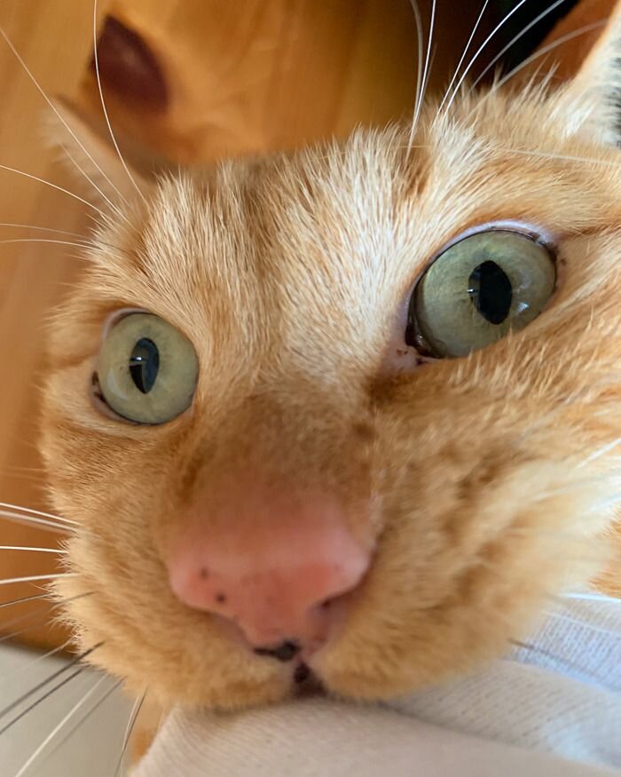 смешные собаки, приколы коты