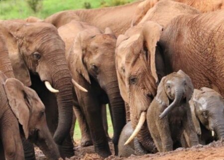 Слоны на водопое (открытый источник - интернет).