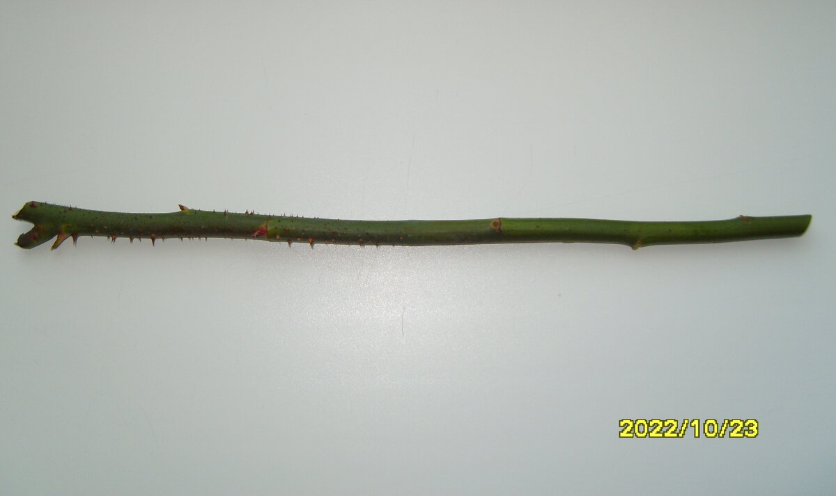 Стебель от розы Блаш без листьев