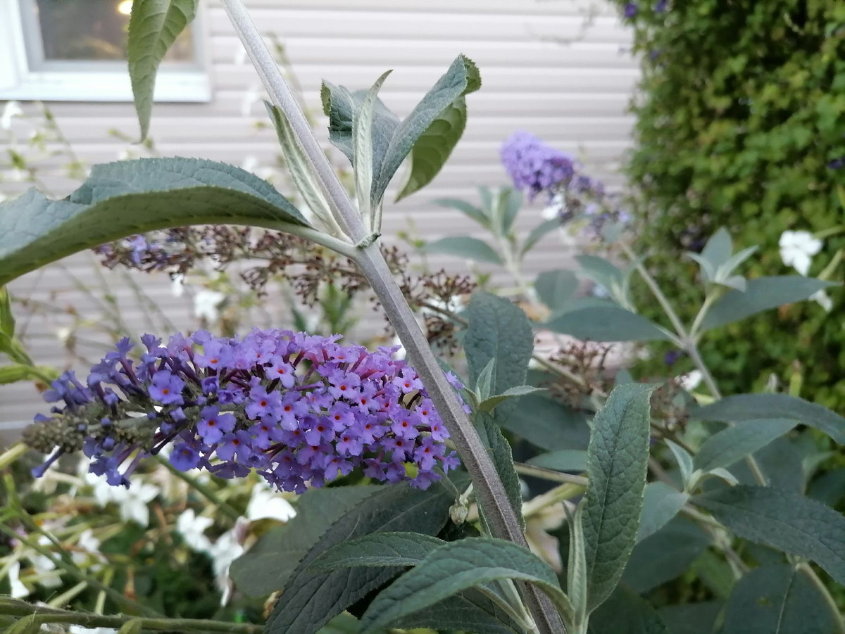 Моя буддлея в год посева, 2022