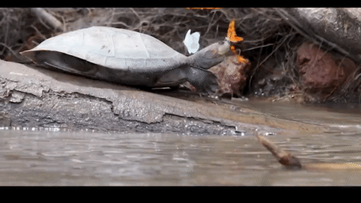 Отрывок из видео пользователя Nature & Creature на YouTube.