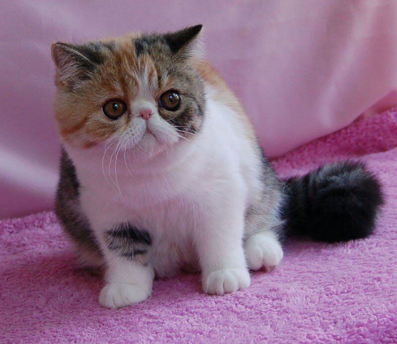 Породы котят фото и цены
