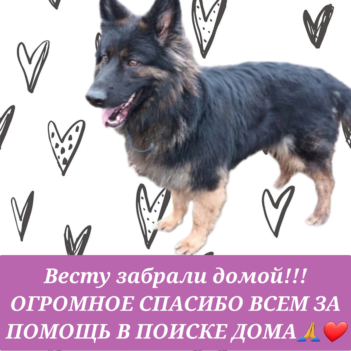 И вот, Весточка уехала в семью!