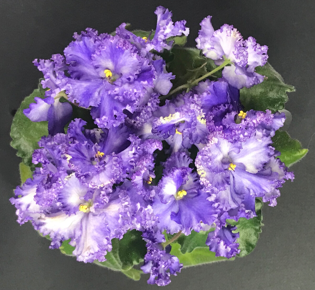 Коллекция фиалок Лозовой И. Н. 