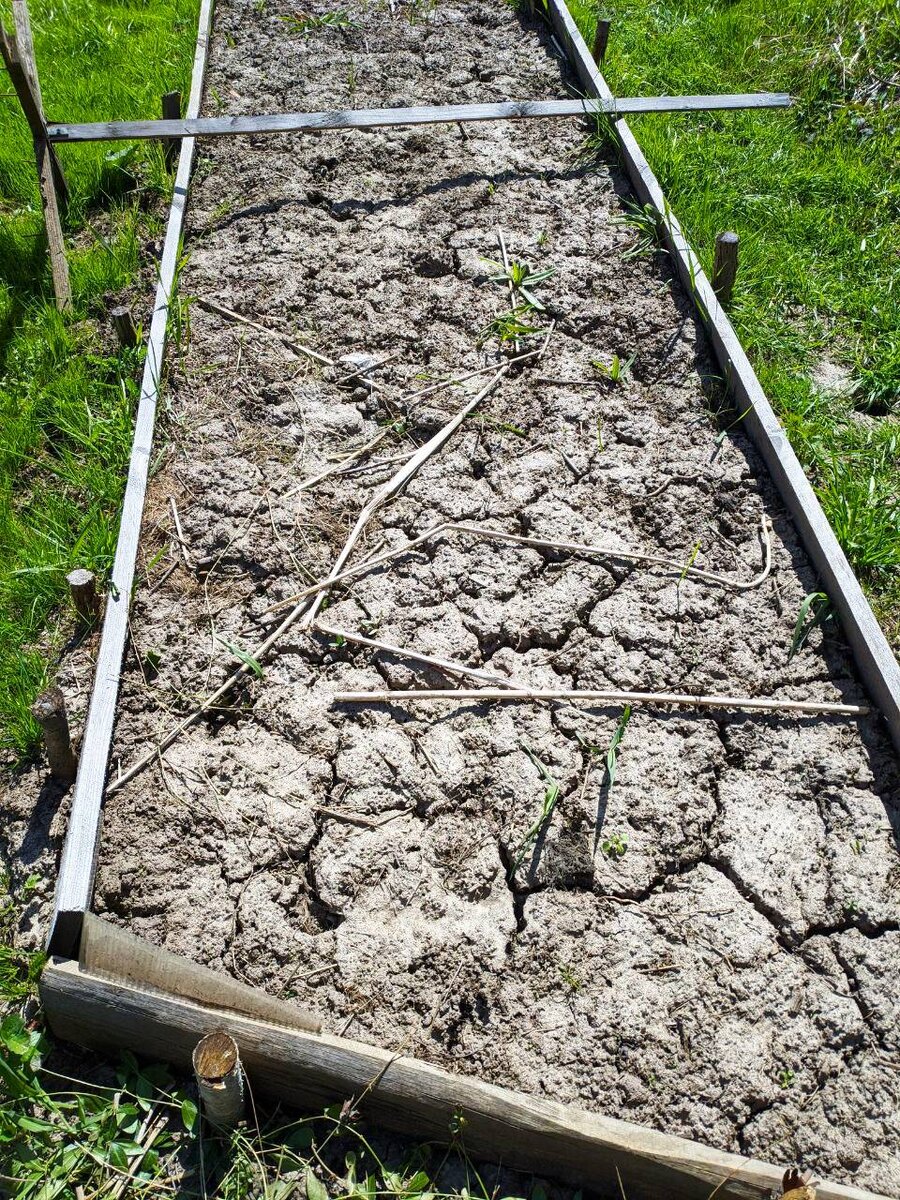 Такой цемент даже сорняки пробить не сразу могут. А уж сколько было вбухано в эту грядку песка... Фото автора