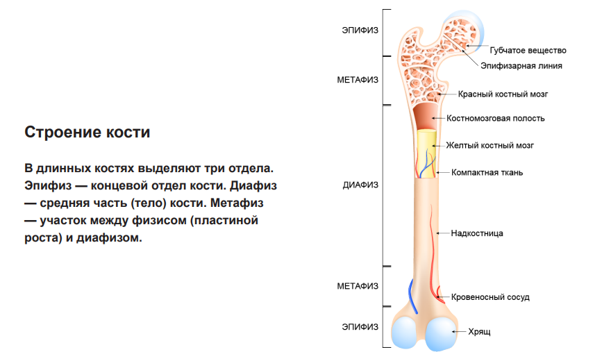 Лечение рака кости